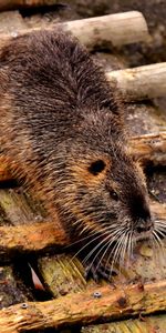 Animals,Rodent,Nutria,Swamp Beaver,Dam