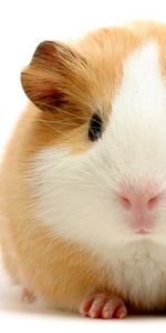 Animaux,Hamsters,Rongeurs