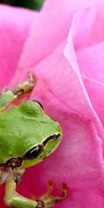 Animals,Rose,Bud,Frog,Rose Flower,Petals