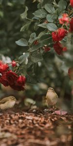 Oiseaux,Animaux,Roses,Fleurs