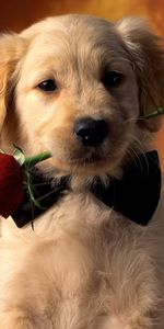 Animals,Roses,Postcards,Dogs