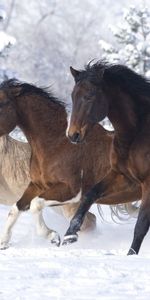 Animals,Running A Gallop,Running At A Gallop,Winter,Horses