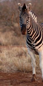 Animals,Safari,Animal,Zebra,Wildlife