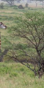 Animals,Savanna,Bush,Animal,Giraffe