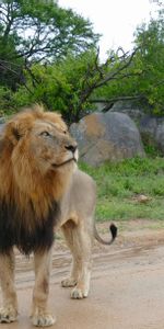 Vue,Opinion,Gros Chat,Fauve,Animaux,Prédateur,Un Lion,Savanna,Lion