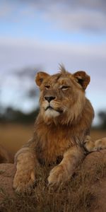 Animaux,Vue,Opinion,Faune,Fier,Prédateur,Savanna,Un Lion,Lion