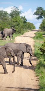 Route,Animaux,Savanna,Elephants