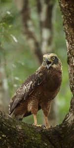 Animales,Pico,Grito,Llorar,Garras,Pájaro,Águila