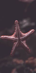 Animals,Sea,Being,Creature,Starfish,Underwater,Under Water