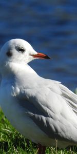 Animals,Sea,Bird,Beak