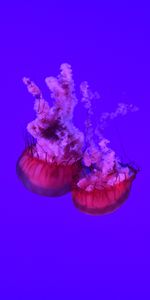 Animals,Sea,Close Up,Tentacles,Ocean,Jellyfish,Underwater World