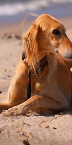 Animals,Sea,Dog,Hound,Beagle,Sand,Beach