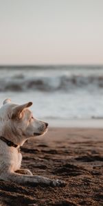 Arena,Perro,Animales,Mar,Playa