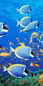 Animales,Mar,Peces