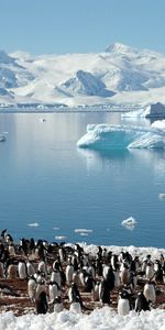 Animals,Sea,Flock,Glaciers,North,Pinguins,Spring