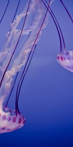 Animaux,Jellyfish,Mer