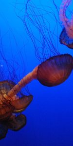 Animaux,Jellyfish,Mer