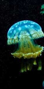 Animals,Sea,Jellyfish