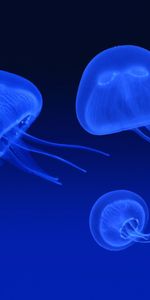 Jellyfish,Animaux,Mer