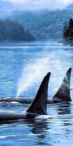 Animals,Sea,Killer Whales,Landscape