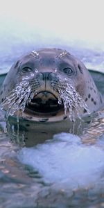 Moustache,Sceller,Marin,Le Trou,Trou De Glace,Phoque,Animaux,Glace,Mer