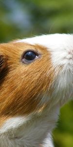 Animals,Sea,Muzzle,Dandelion,Piggy,Mumps,Marine,Flower