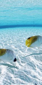 Animals,Sea,Pair,Shoal,Bottom,Shallow Water,Couple,Fishes,Butterflies