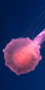 Animals,Sea,Pink,Jellyfish,Transparent,Underwater World