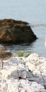 Animals,Sea,Rock,Chicks