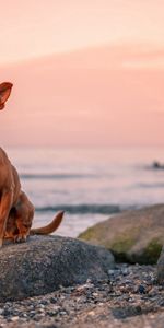 Animales,Perro,Piedra,Una Roca,Mar,Cachorro