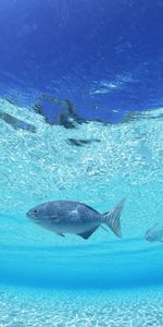 Animals,Sea,Shoal,Bottom,Shallow Water,Fishes