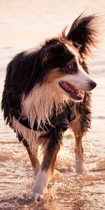 Animals,Sea,Shore,Bank,Dog,Stroll