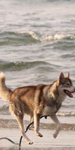 Animals,Sea,Shore,Bank,Husky,Haska,Run Away,Run