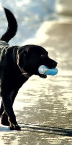 Animals,Sea,Snow,Shore,Bank,Dog,Stroll,Jar