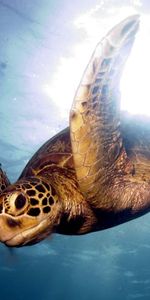 Animals,Sea,Swim,Barrier Reef,Turtle,To Swim