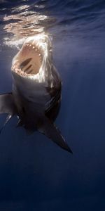 Animals,Sea,Teeth,Underwater,Shark,Under Water