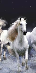 Animales,Ondas,Mar,Caballos