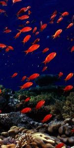 Animals,Seabed,Sea Bottom,Underwater World,Fishes