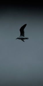 Birds,Gaviotas,Animales