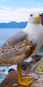 Mouettes,Animaux,Oiseaux