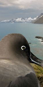 Gaviotas,Animales,Birds