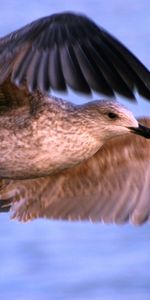 Gaviotas,Animales,Birds