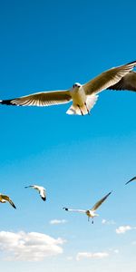 Animales,Gaviotas,Birds