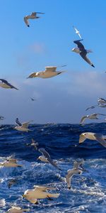 Animales,Gaviotas,Birds