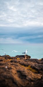 Roches,Mouettes,Animaux,Les Rochers,Oiseaux,Mer