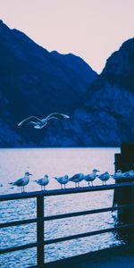 Animals,Seagulls,Shore,Bank,Railings,Handrail,Birds,Sea