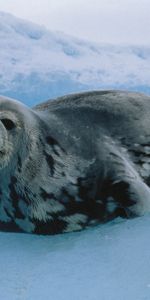 Animals,Seal,North,Ice,Cat