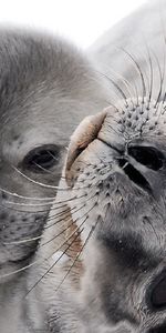 Animales,Seals