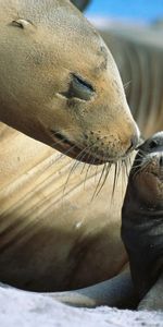 Animales,Seals