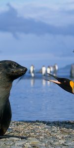 Animaux,Joints,Oiseaux,Pinguouins